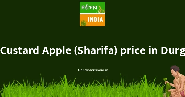 Custard Apple (Sharifa) price